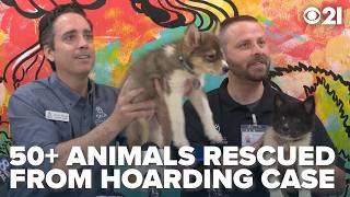 SPCA announces free adoption Fridays after 'large-scale' animal hoarding case