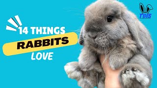 14 Things Rabbits Absolutely Love!