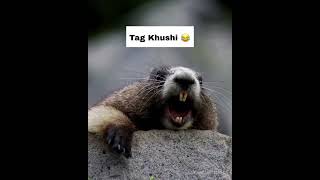 tag Khushi #khushi #name #funny #shortsfeed #shorts #comedy #youtubeshorts #sajidjk11#motivation