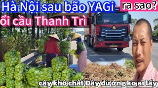 Tình hình Hà Nội sau bão YAGi ra sao-cây khô chất đống đầy đường thành củi-ăn ổi cầu Thanh Trì