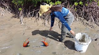 Fearless Woman Wrangles Giant Mud Crabs in the Swamp!