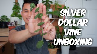 UNBOXING SILVER DOLLAR VINE (Xerosicyos Danguyi)