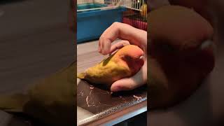 爱情鸟 摸着摸着就睡着了  love bird fall asleep