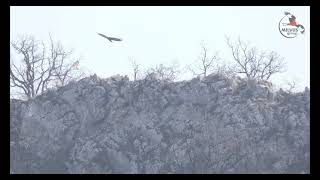 Acvilă de munte/Szirti sas (Aquila chrysaetos)