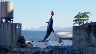 水族館以上、の思い出つくろう！（城崎マリンワールド）