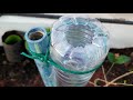 summer tips for rose plants summer tips for plants terrace garden ideas summer care tamil