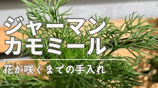 ジャーマンカモミール鉢植え　花が咲くまでの手入れ