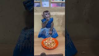 Cute Dobi Enjoyable With Her Big Plate Of Snack