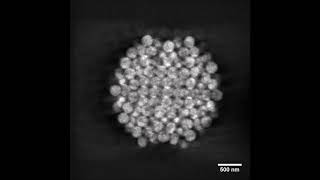 Magic number colloidal clusters as minimum free energy structures