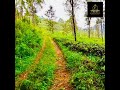 Nawalapitiya Tea Estate for Sale