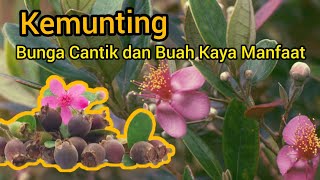 Mengenal Kemunting, Buah Hutan yang Kaya Manfaat