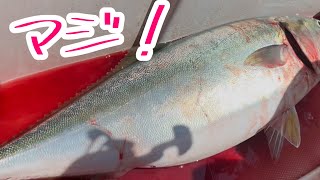 6月　ノッコミ真鯛　青森釣り