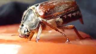 Cockchafer - Beetle  - Maybug - Bjalla að éta tómat - Aldinbori - Skordýr