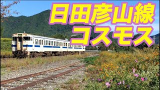 採銅所駅のキバナコスモス~Local train and Cosmos flowers