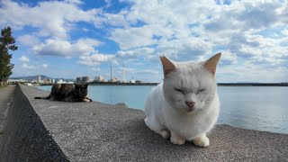 撫でられる前から寝転ぶ防波堤の猫