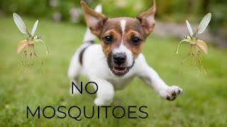 What are the best essential oils to keep mosquitoes off dogs #shorts