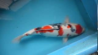 【松田養鯉場 Matsuda Koi Farm】NZ-18 昭和三色 Showa 50cm