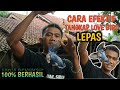 TUTORIAL/CARA MENANGKAP BURUNG LOVEBIRD LEPAS