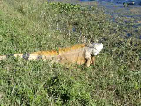 Wild Florida Green Iguana Youtube