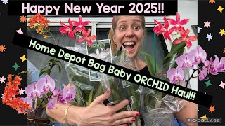 New Year Orchid Haul! Home Depot did it again!