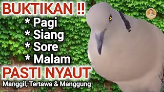 Gacor Puter Pelung Suara Panjang Menakutkan Cocok Buat Pancingan ‼️