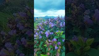 🌸 **Discover Kallipara: Home of the Neelakurinji Flower** 🌸