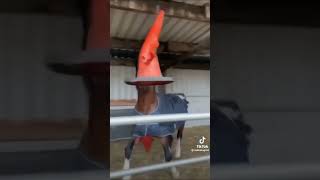 Horsey TikTok To watch When You’re bored!