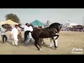 beautiful chalbaz horse of pakistan