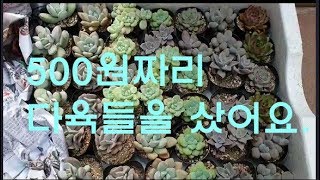 500원짜리 다육들 구경하러 오세요~~