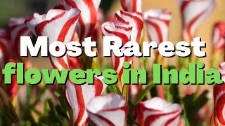 Most Rarest flowers in India