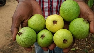 Picking - Eating Fresh Guava Fruit In My Village - My Village Food