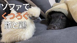 ウコッケイのぼんじりがソファに上がるようになって起こる事【40日目】