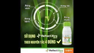 Reflect®Xtra 325SC: Thạc Sĩ Nguyễn Văn Minh nói về Giai Đoạn Nuôi Đòng