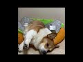 corgi もう暑くて溶ける犬 コーギー