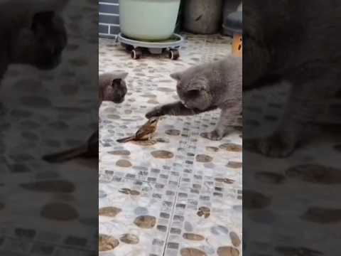 Do domestic cats kill birds?