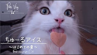 【猫 × Vlog】初めての夏、はじめてのちゅーるアイスを夢中でぺろぺろ