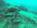 Azura Turtle sighting close up