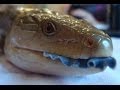 San Diego Zoo Kids - Blue Tongued Skink