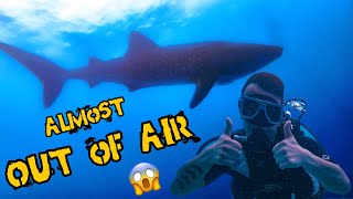 Scuba Diving w/ Whale Sharks In The Philippines | I Almost Ran Out Of Air