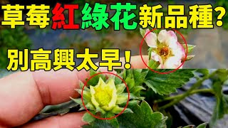 草莓長出紅色、綠色的花？恭喜你：培育出新品種了【手藝人飛羽】