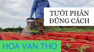 HƯỚNG DẪN TƯỚI PHÂN CHO HOA VẠN THỌ PHÁT TRIỂN TỐT, MẠNH KHOẺ | KỸ THUẬT TRỒNG HOA