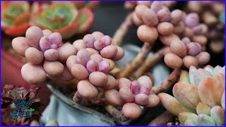 다육이 아메치스 이건 꼭 키워봐야 겠죠(多肉植物,succulent,Graptopetalum amethystinum,たにくしょくぶつ)