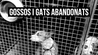 Gossos i Gats abandonats