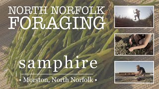 North Norfolk Foraging - Samphire