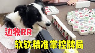 边牧软软打麻将，把牌拿捏的死死的，简直不要太厉害！【边牧RR】