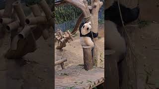 打包竹子是每个熊猫宝宝的必备技能吗 #panda #疯狂动物园 #cute #animals#萌宠 #zoo