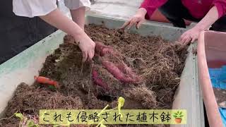 【屋上菜園　プランターで芋掘り】2021.10.31 たしお農園で、サツマイモを収穫しました。