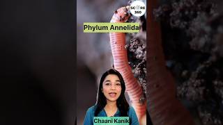 Phylum Annelida | NCERT RAPID 🔥 REVISION | Animal Kingdom class 11 | NEET 2025 #neet2025 #neet