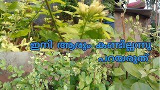 ഏതു പൂക്കാത്ത മുല്ലയും ഇനി പൂക്കും  #gardening #jasmin#garden