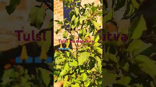 Tulsi #puja #video 🙏🙏🙏🙏Lord Krishna